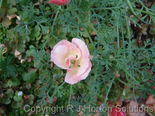 Californian Poppy